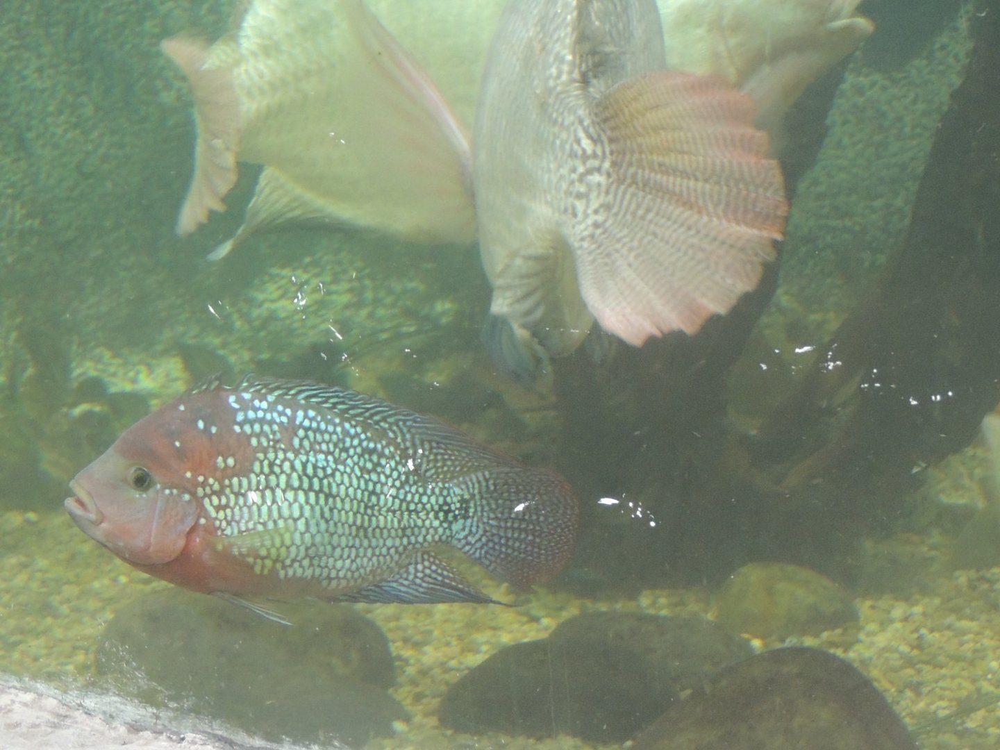 jack dempsy cichlid?