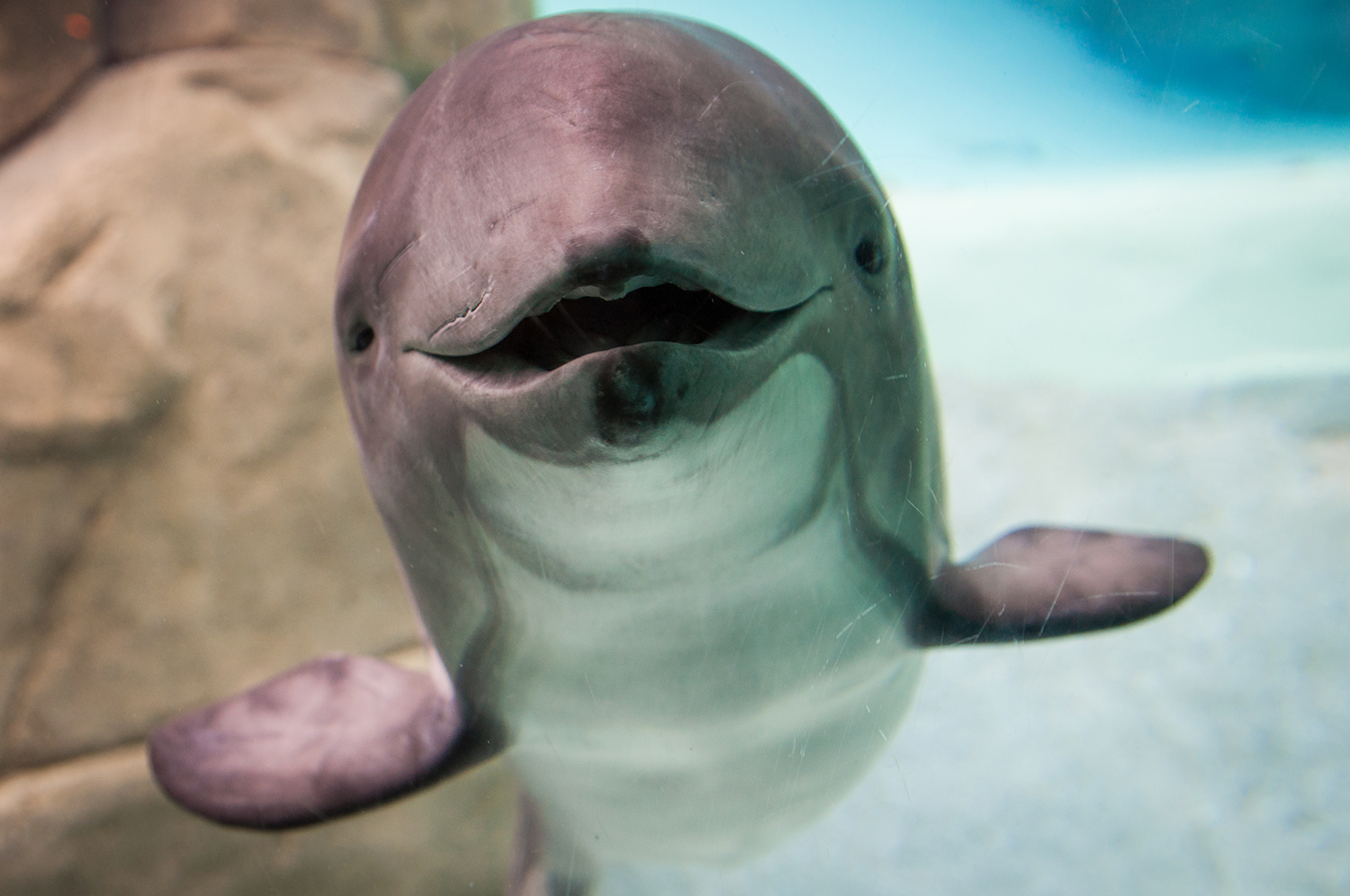Jack, Harbour porpoise (Phocoena phocoena)