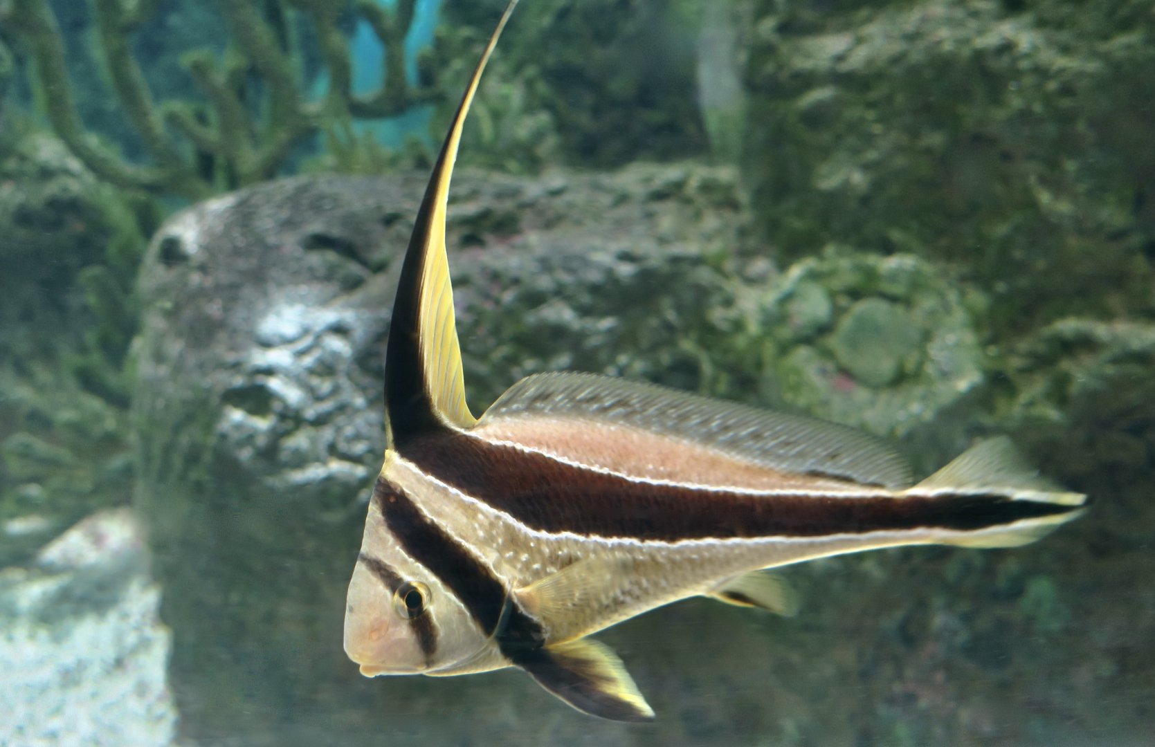 Jack-Knifefish (Eques lanceolatus)