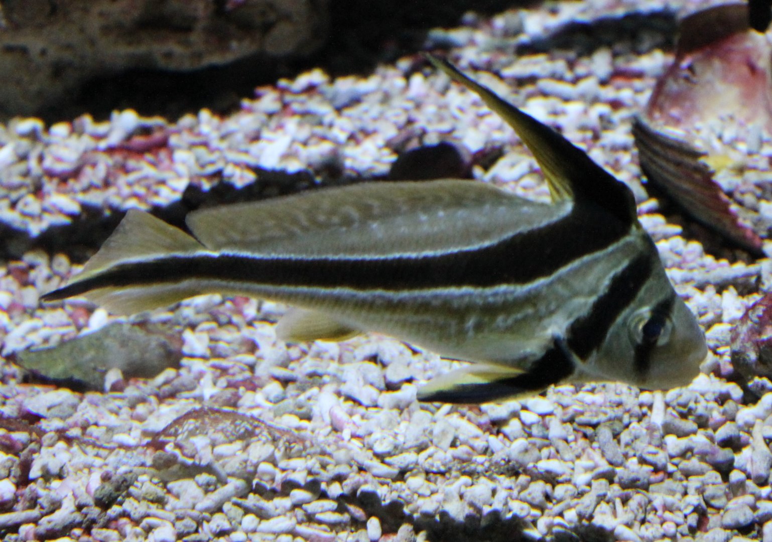 Jack-knifefish - Equetus lanceolatus