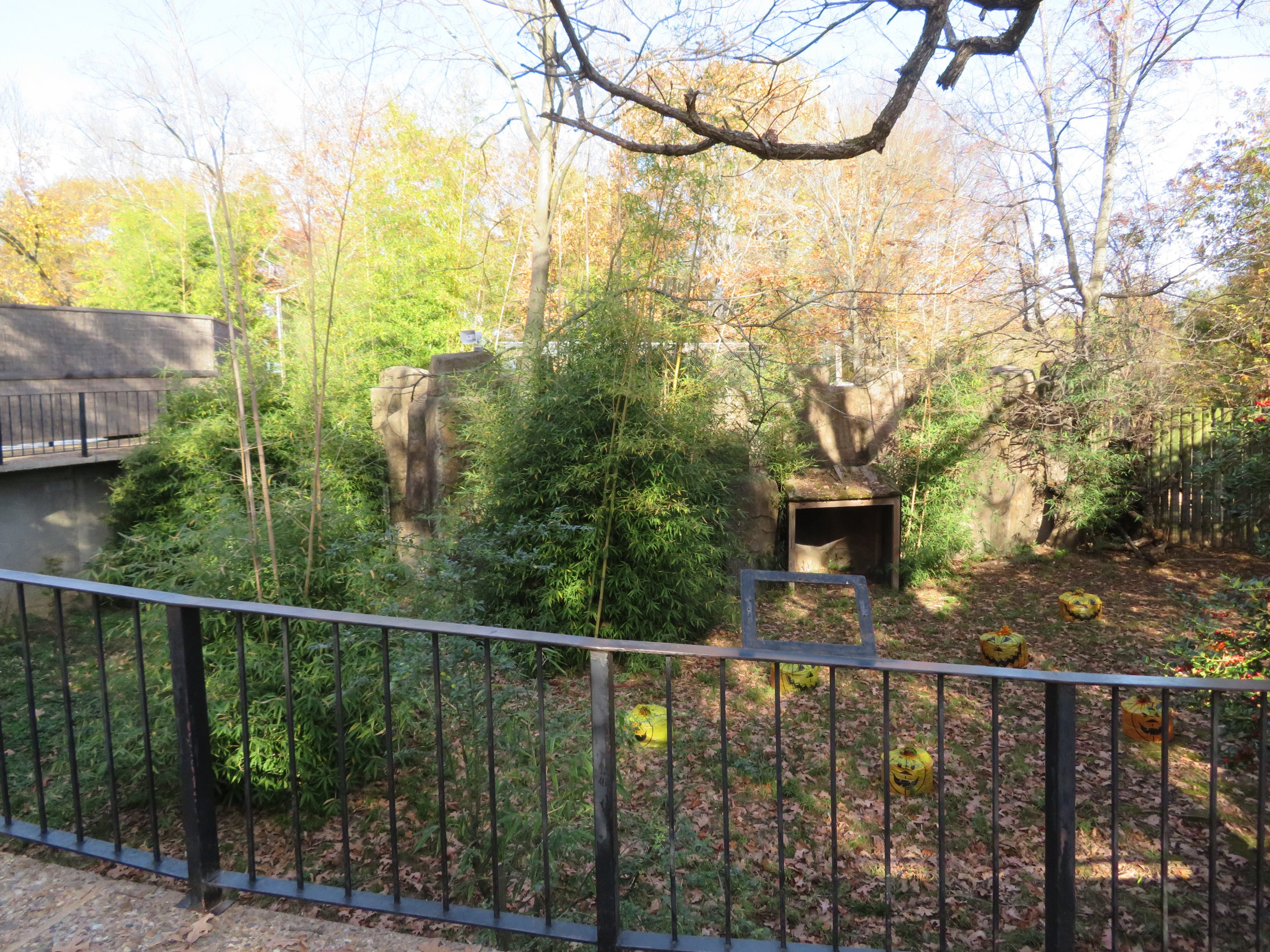 Jack-o-Lantern Exhibit