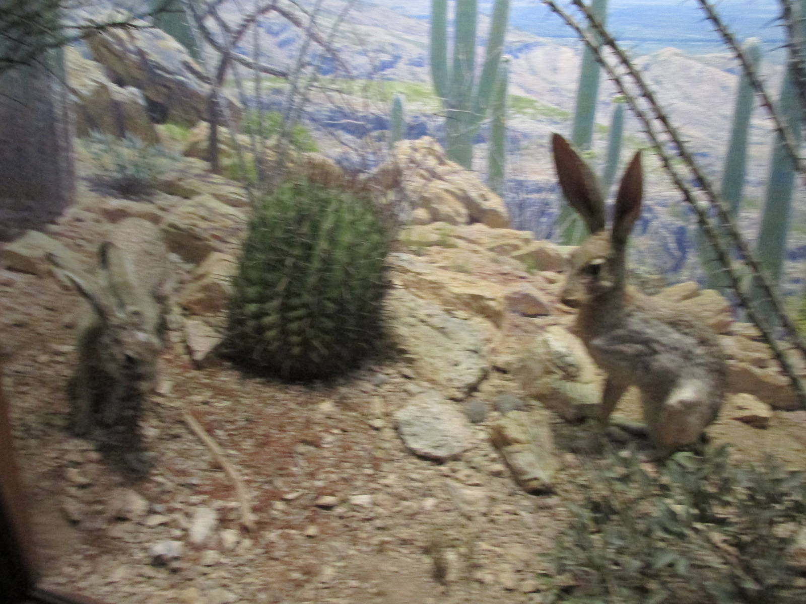 jack rabbits amnh
