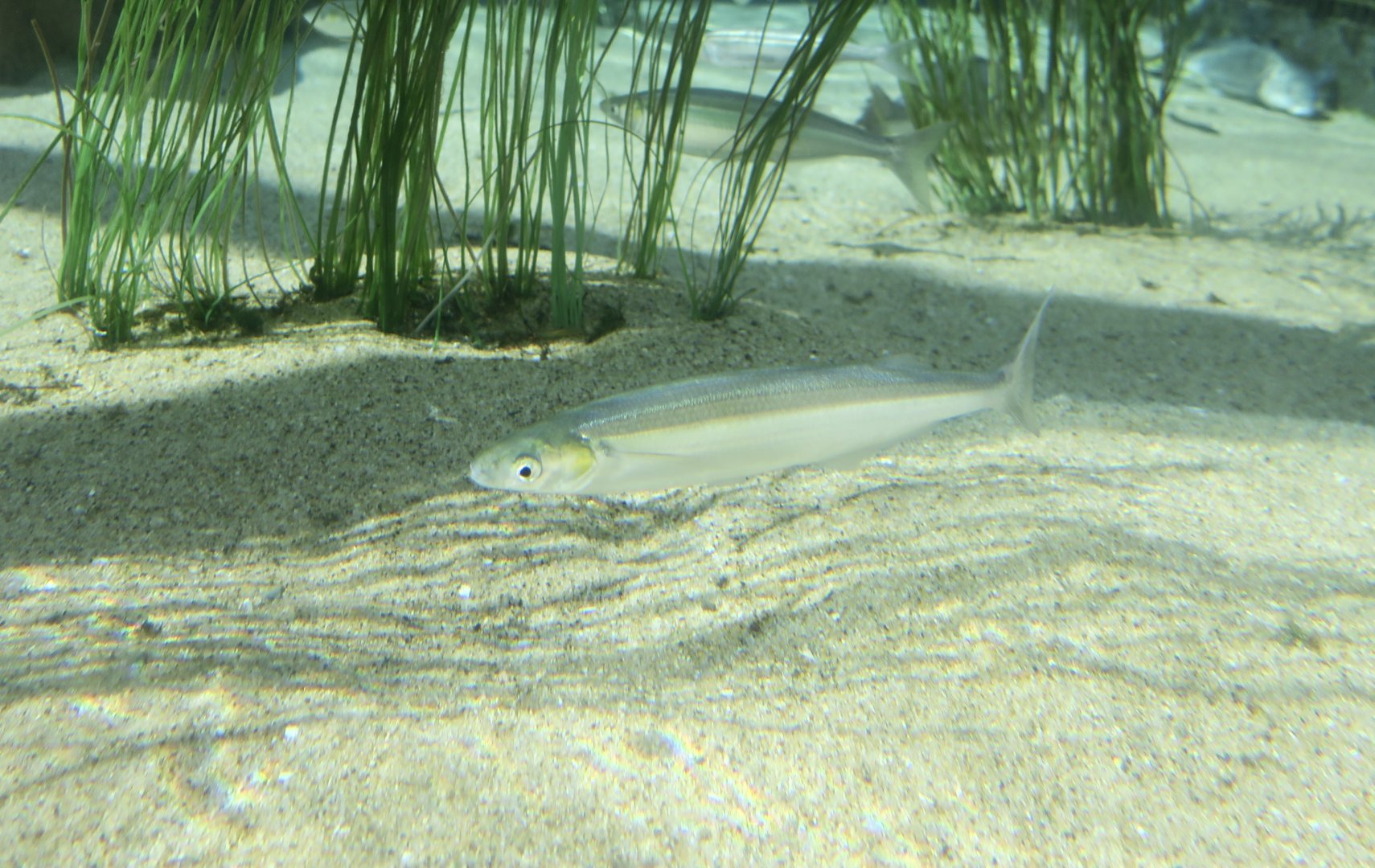 Jack Silverside (Atherinopsis californiensis)