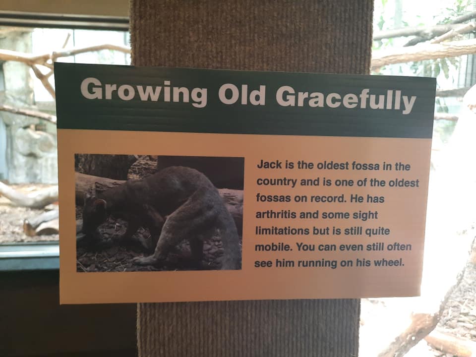 Jack the Fossa