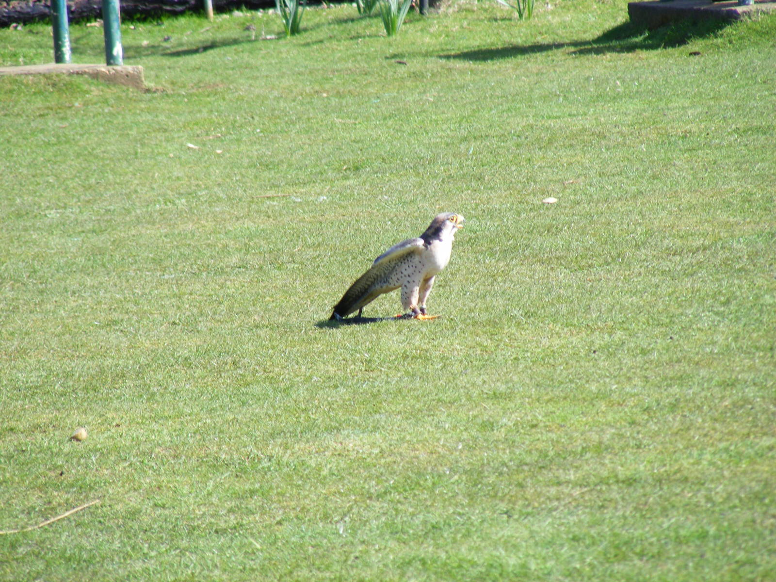 Jack the lanner falcon at Amazon World, 5 April 2010