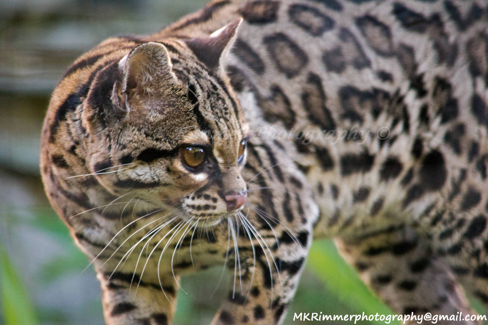 Jack the Margay