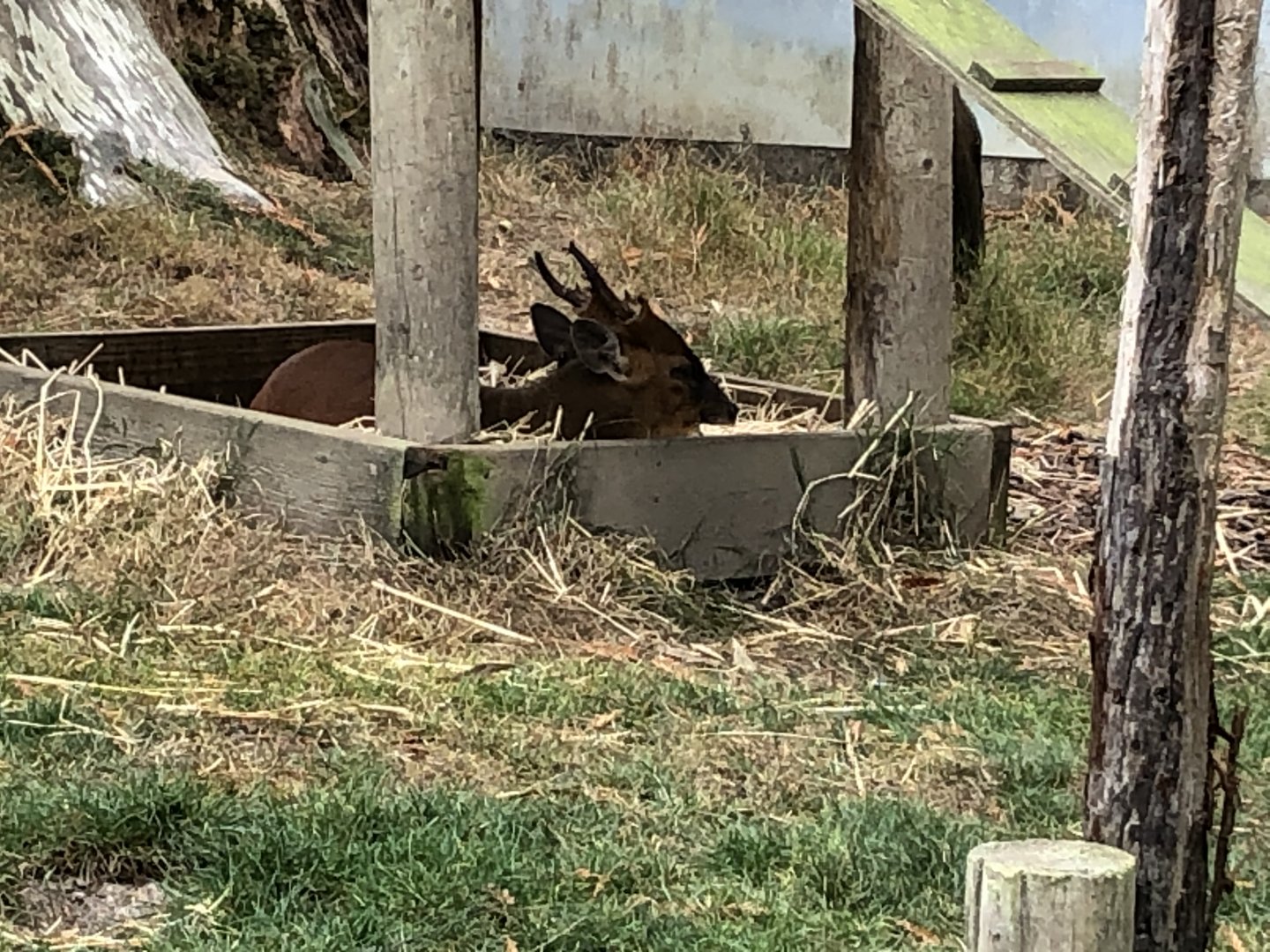 Jack the North Indian muntjac