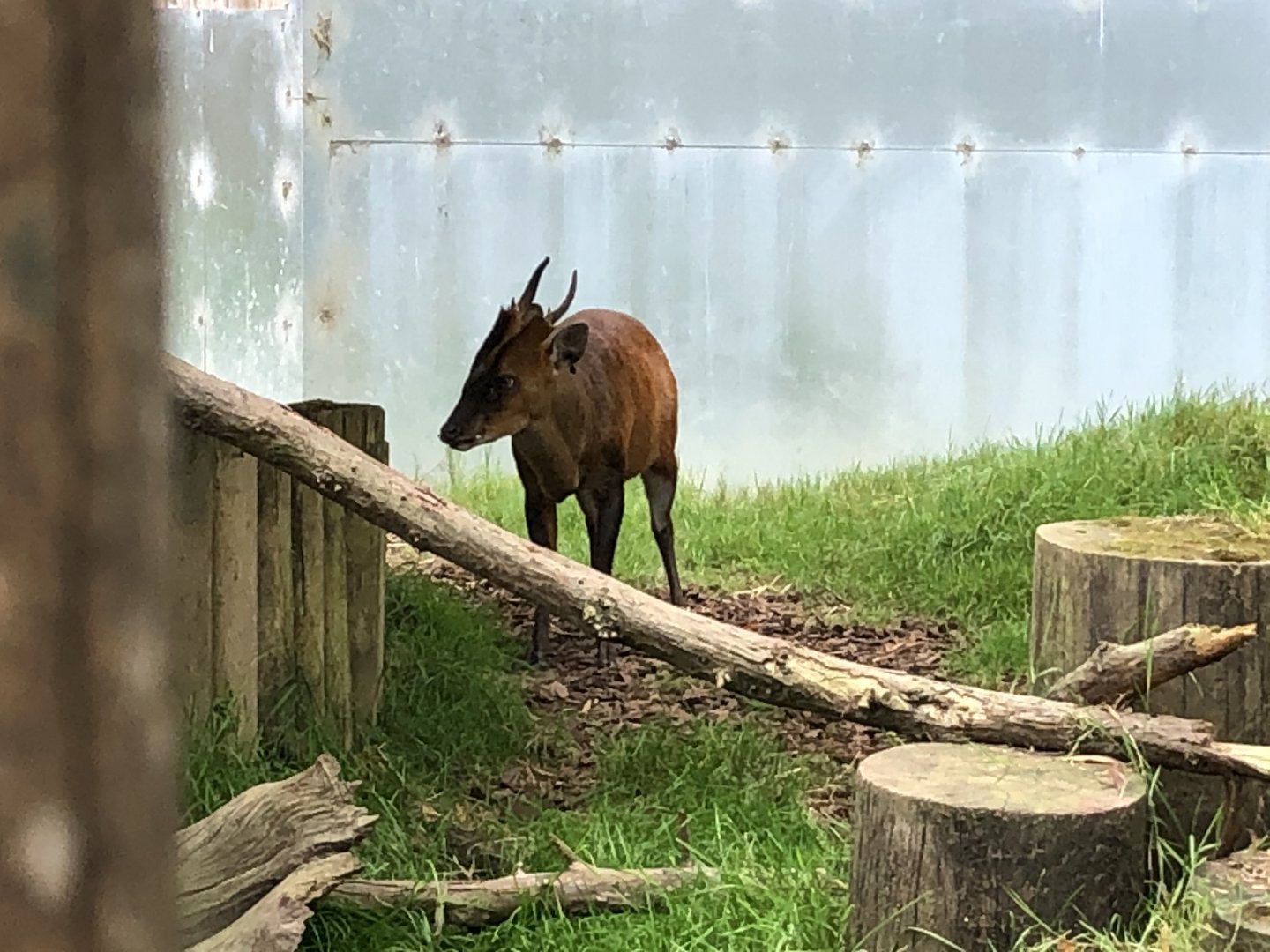 Jack the northern Indian muntjac