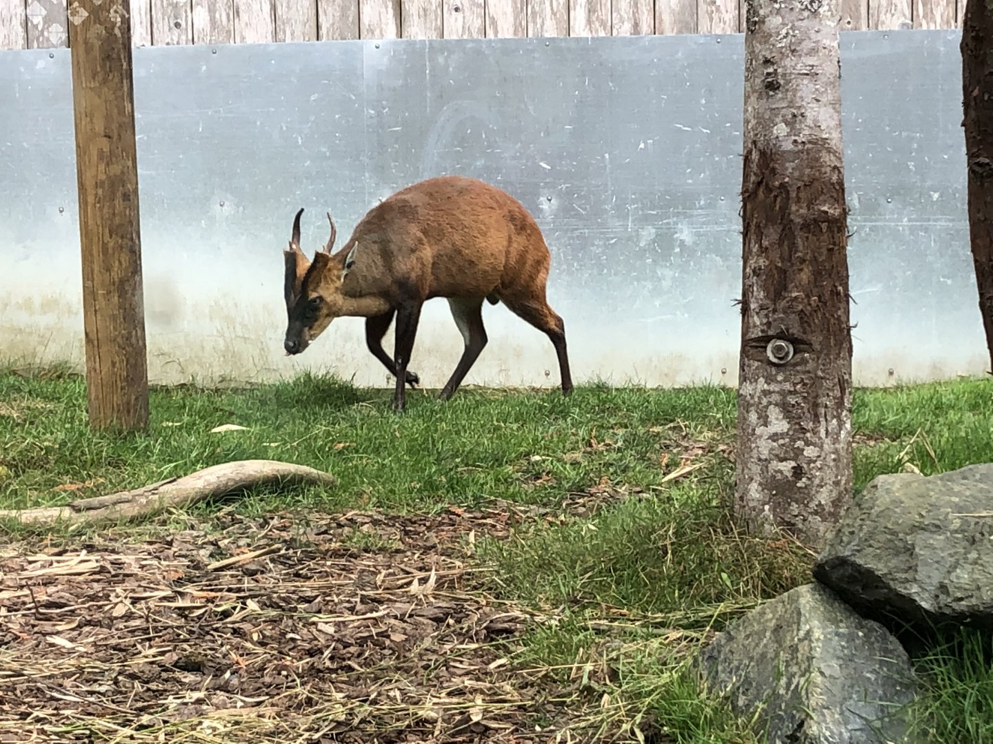 Jack the northern Indian muntjac