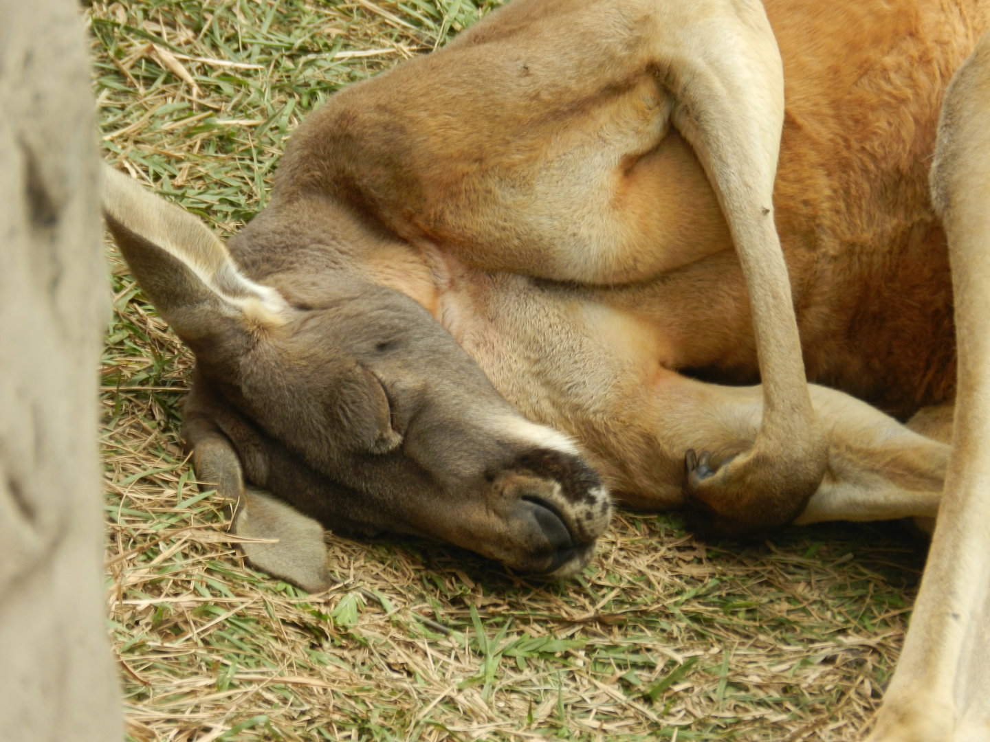 "Jack", the red kangaroo - Parque Zoológico Huachipa