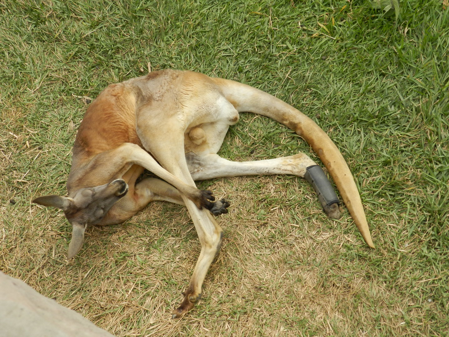 "Jack", the red kangaroo - Parque Zoológico Huachipa