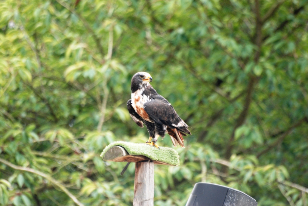 Jackal Buzzard at Pairi Daiza, 31/08/14