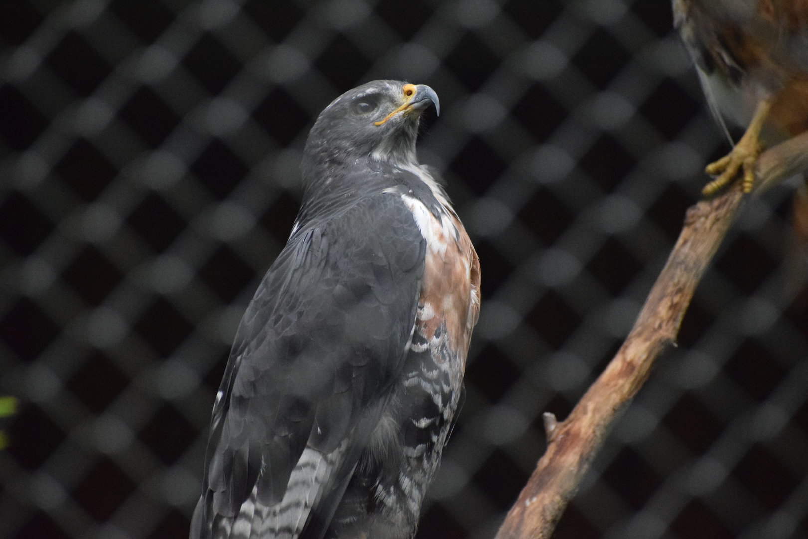 Jackal buzzard - August 2022