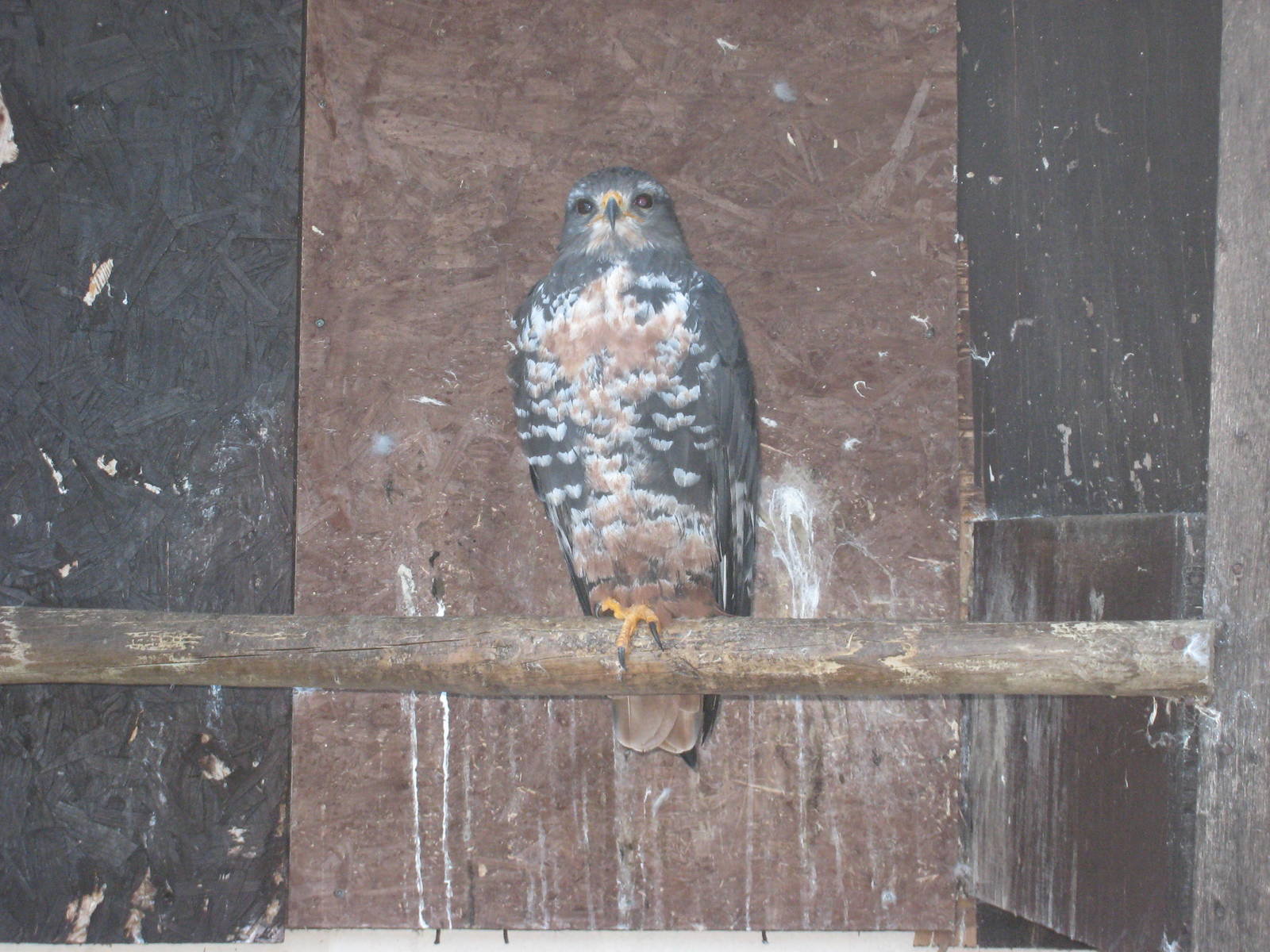 Jackal Buzzard (Buteo rufofuscus rufofuscus) at Liberty`s