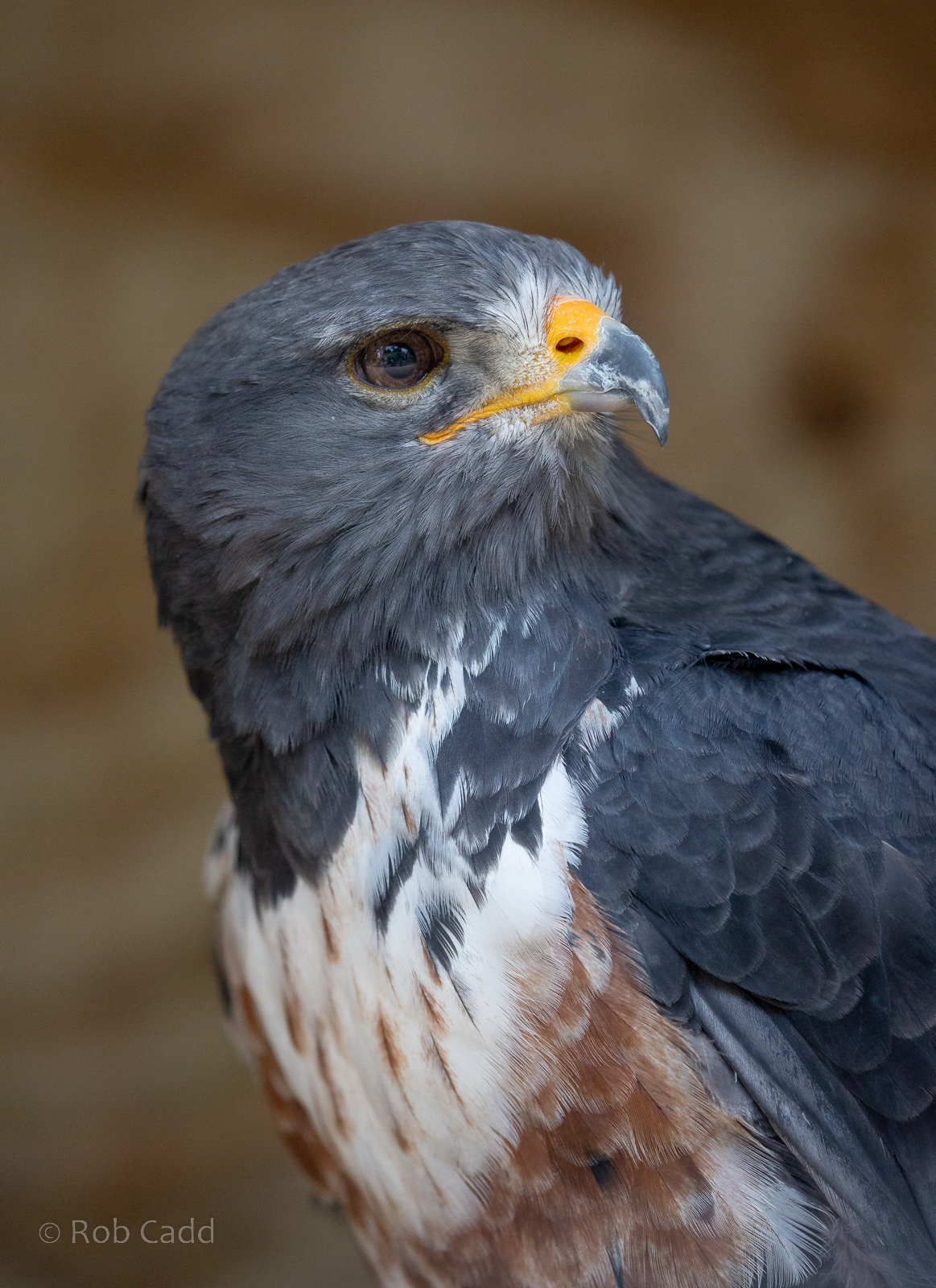 Jackal buzzard : Cotswold Falconry Centre : 03 Sep 2021