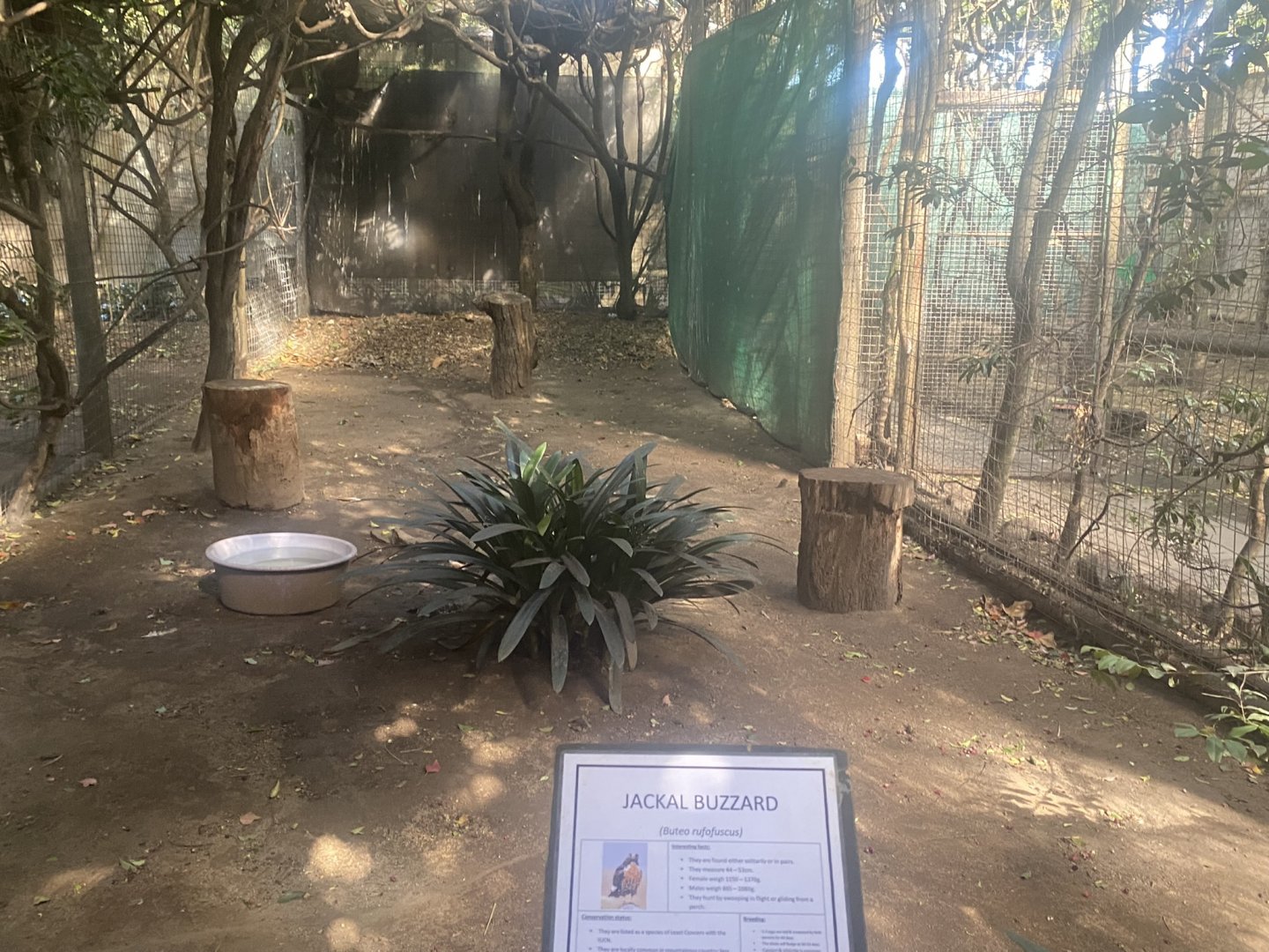 Jackal Buzzard Exhibit