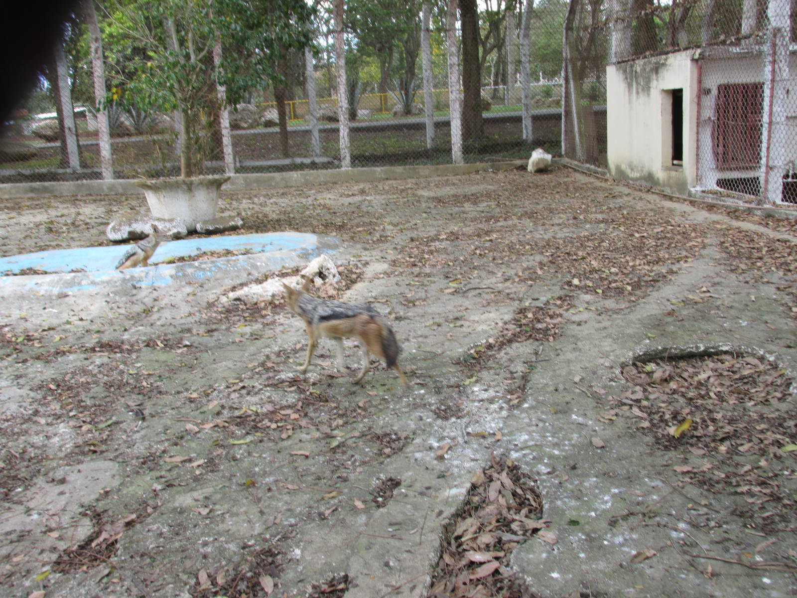 jackal exhibit zoologico nacional