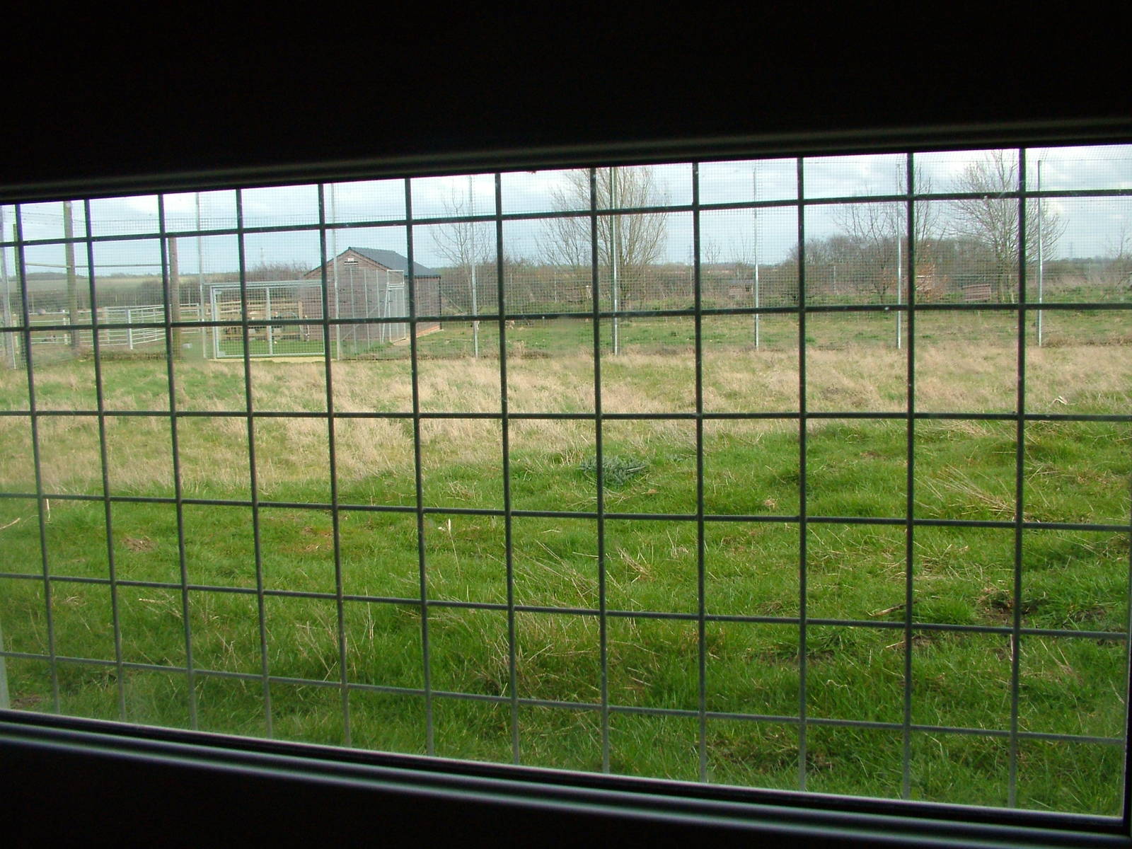 Jackal viewing at Hamerton 05/04/10