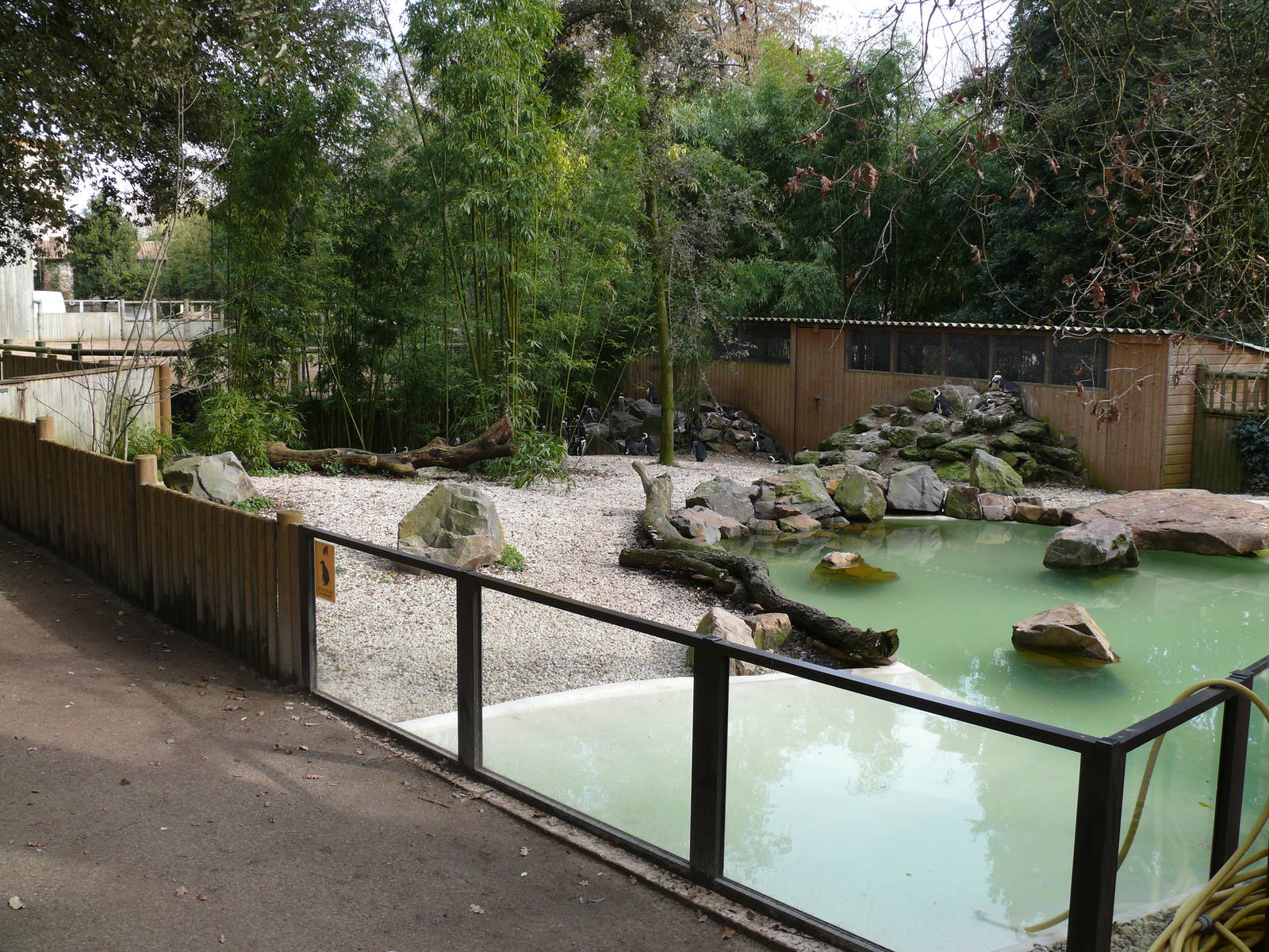 Jackas penguins exhibit