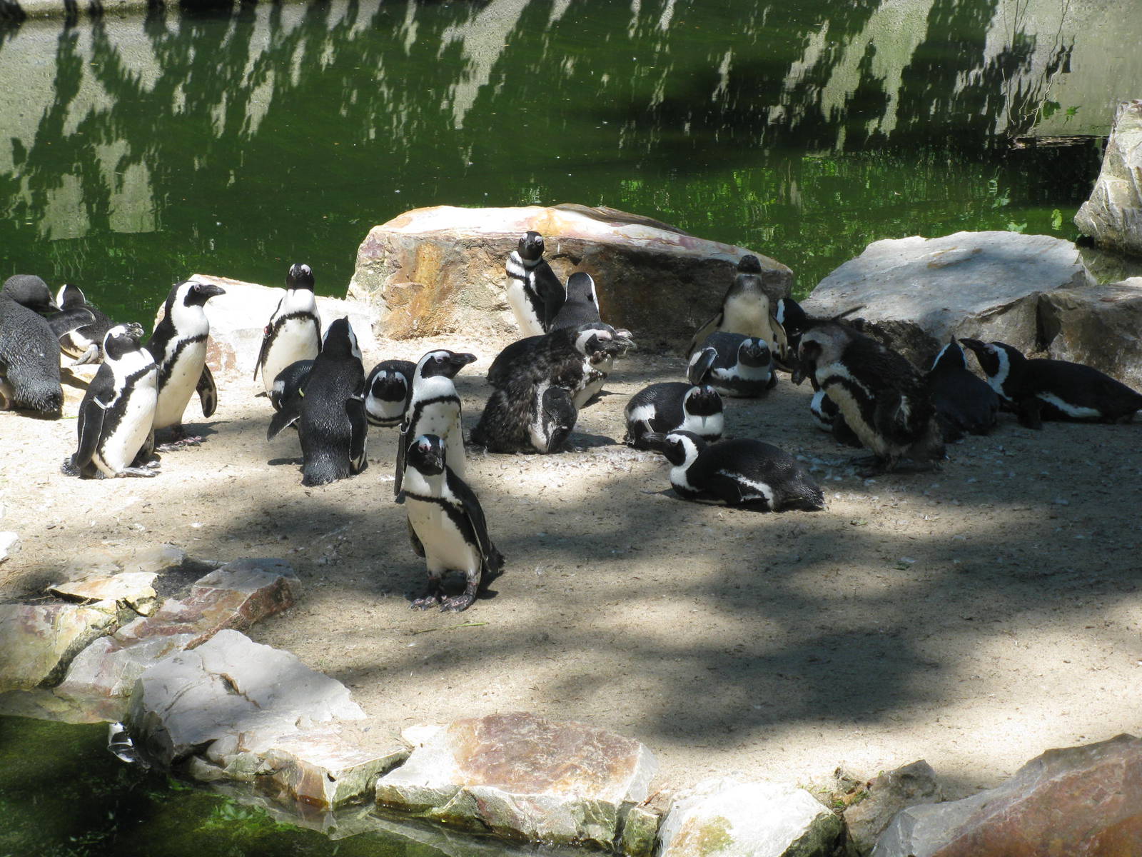Jackass/African penguins