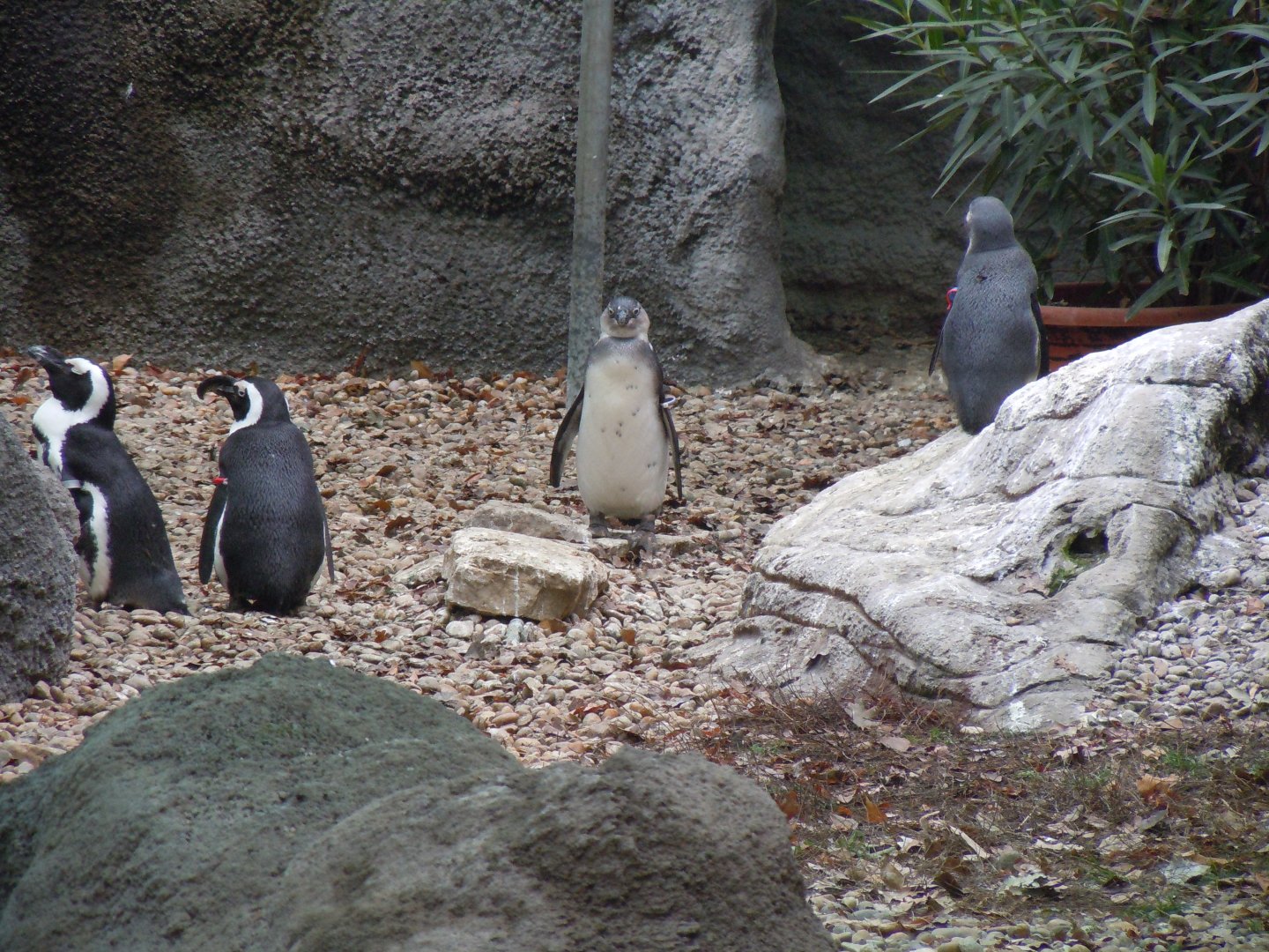 Jackass Penguin - Budapest Zoo November 2017