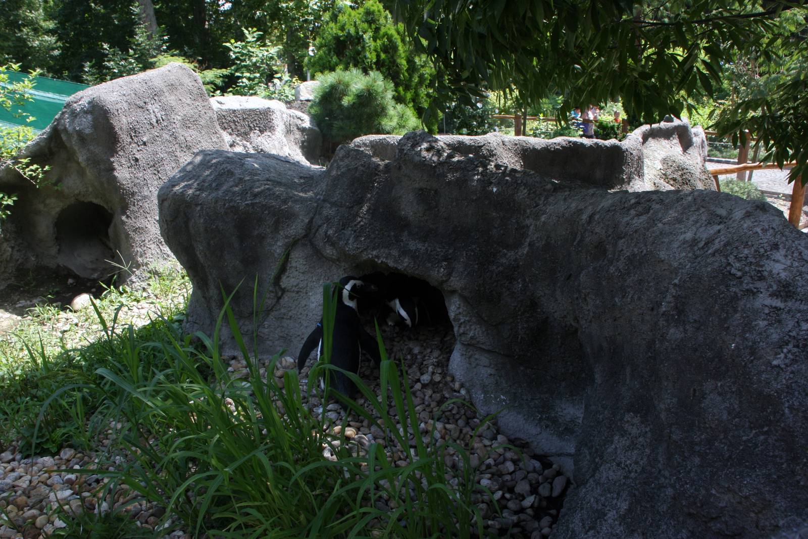 Jackass penguin (Spheniscus demersus), 24th July 2014