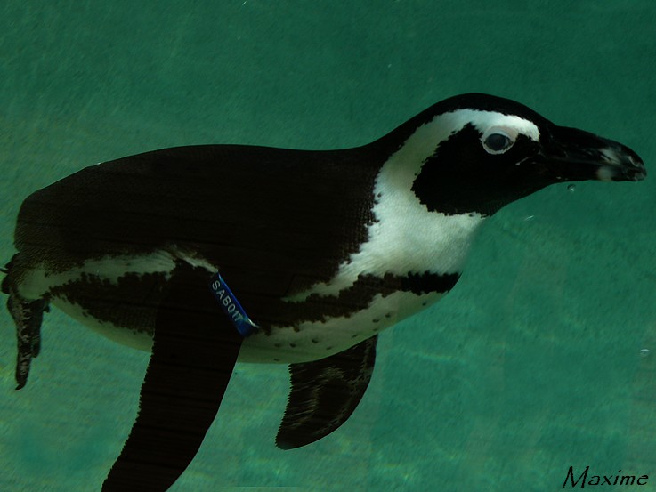Jackass penguin (Spheniscus demersus)