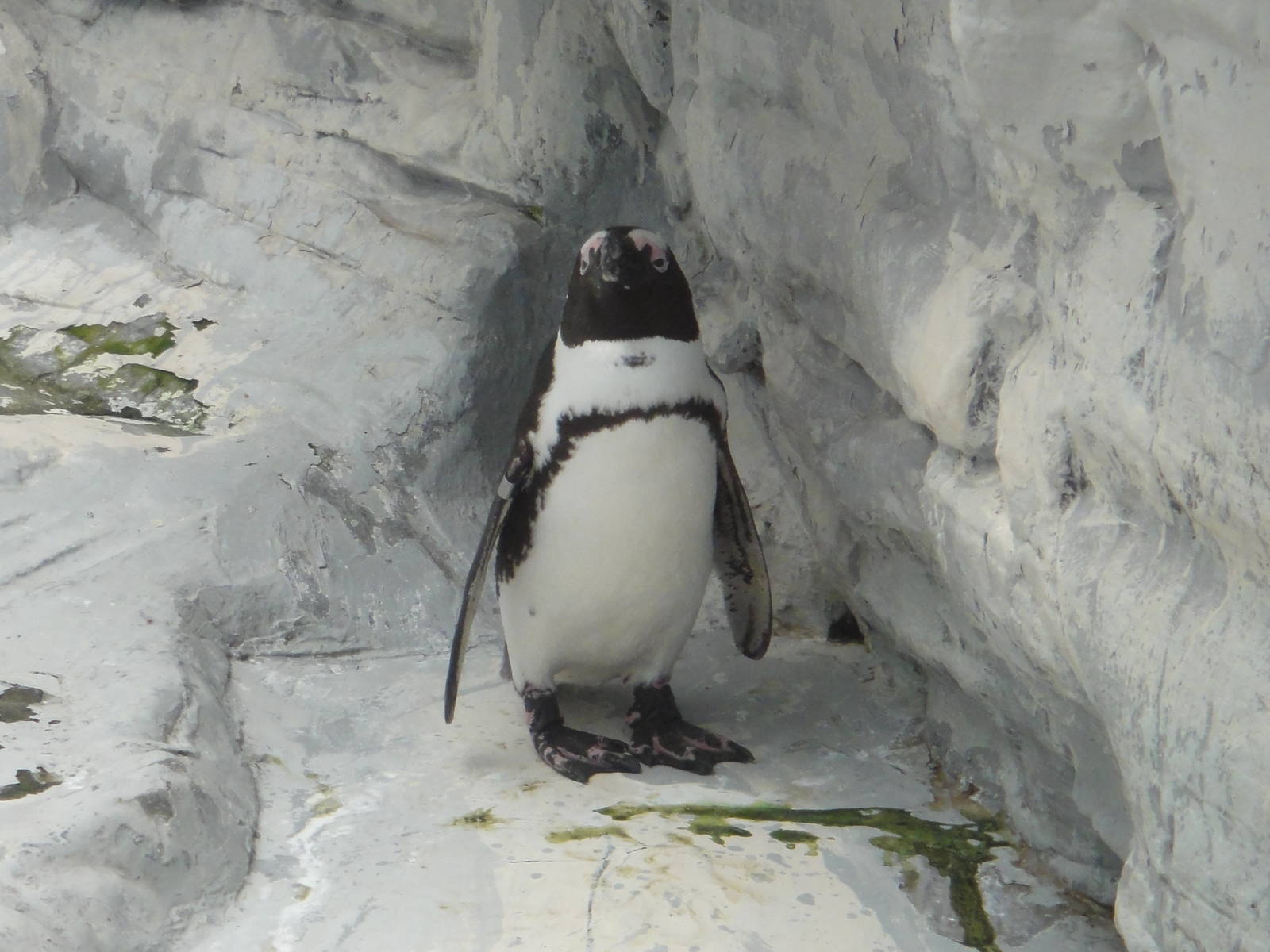 Jackass Penguin/ Spheniscus demersus