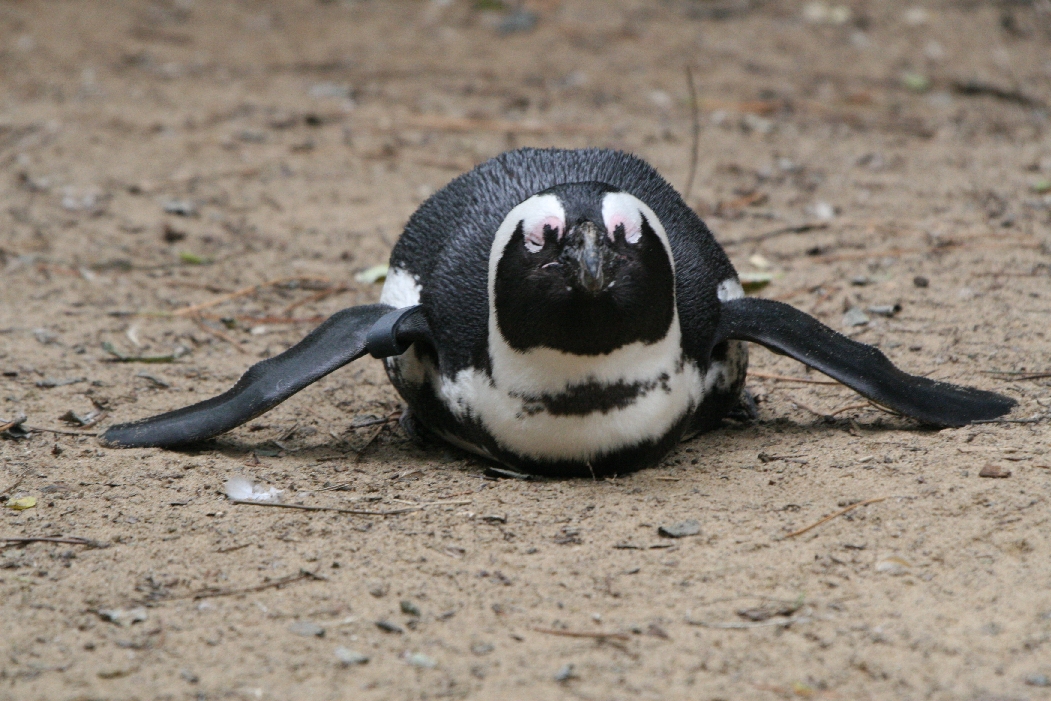 Jackass Penguin