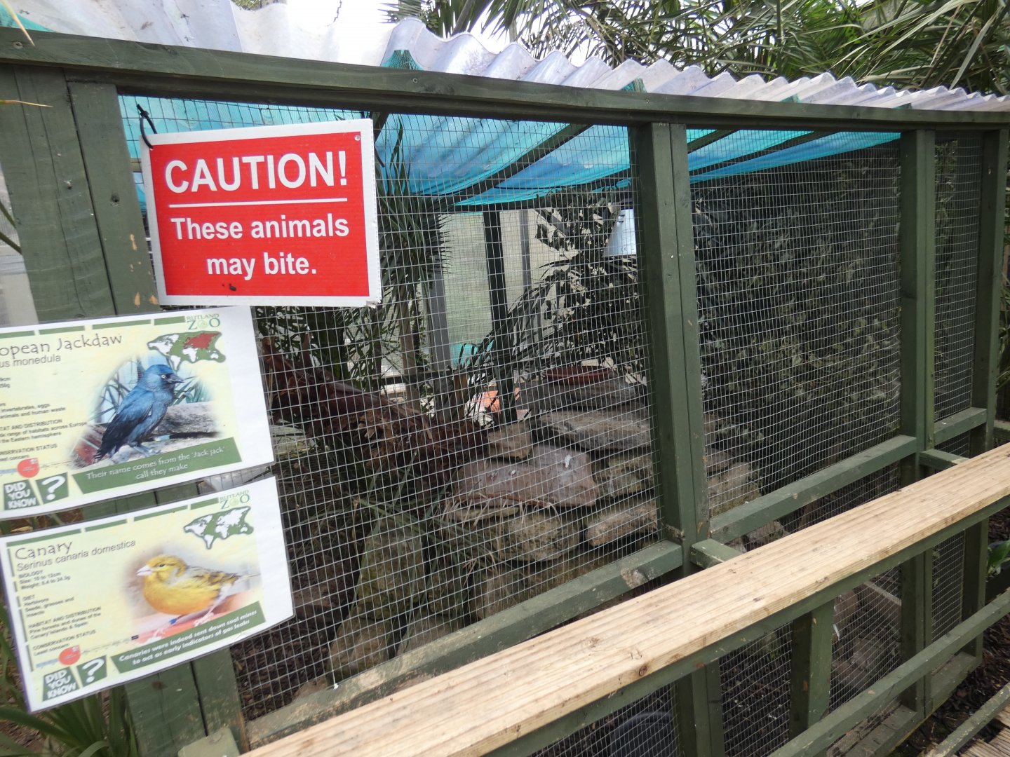 Jackdaw and canary aviary