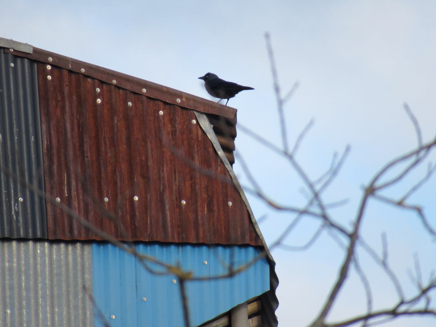 Jackdaw atop Manado Street Kitchen