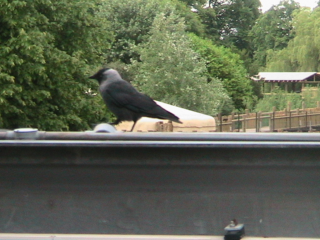 Jackdaw on Monorail Track