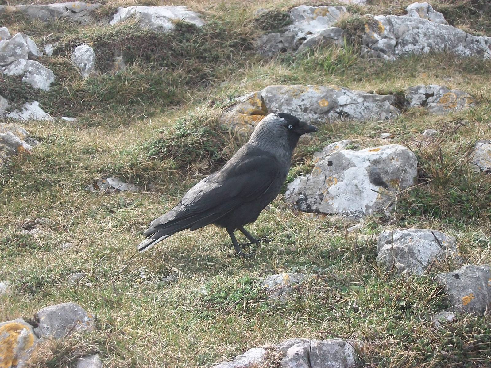 Jackdaw on the Great Orme 17th May 2013