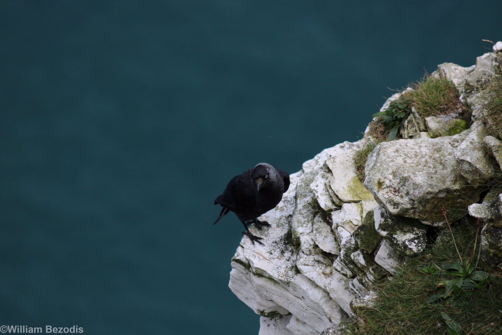 Jackdaw - RSPB Bempton Cliffs