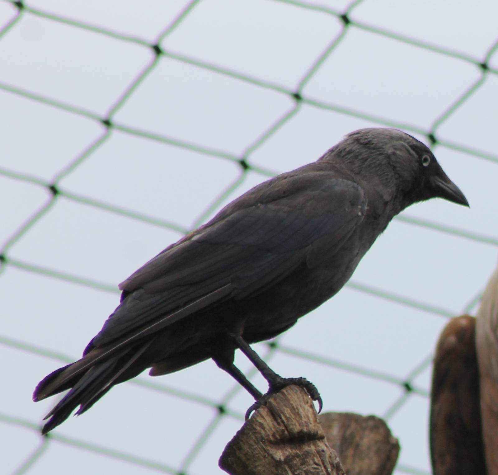 Jackdaw