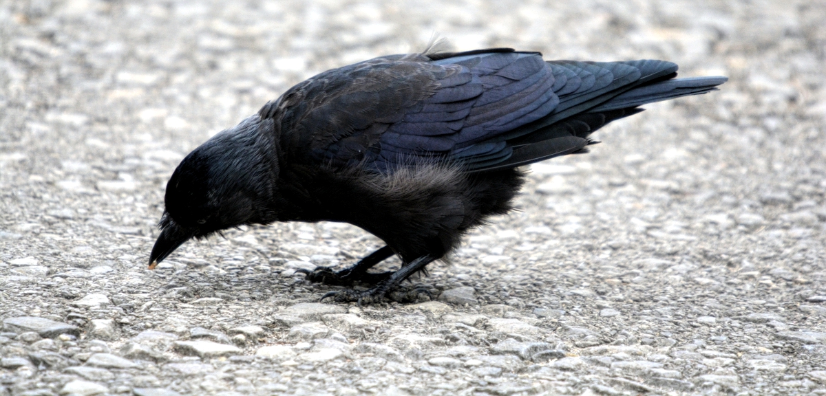 Jackdaw
