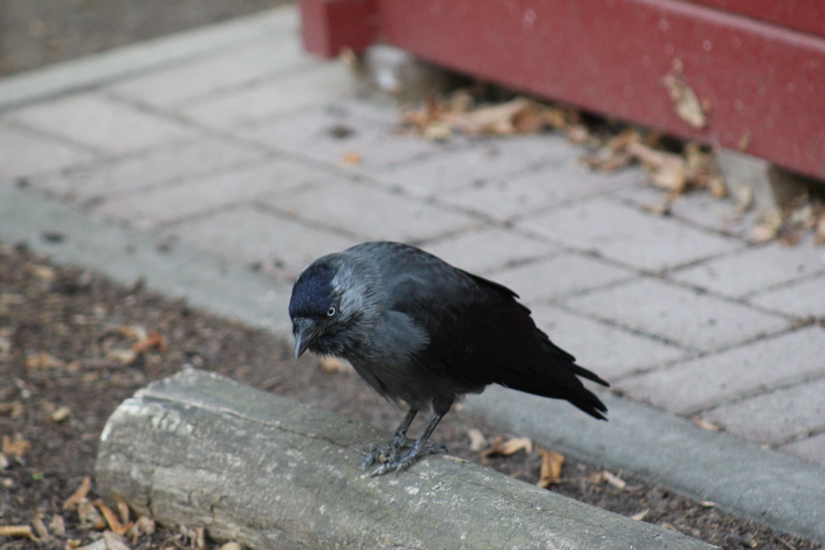 Jackdaw