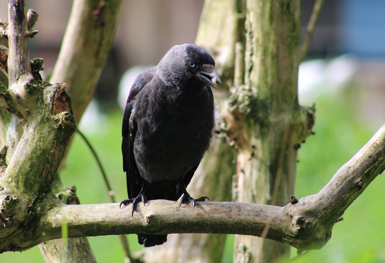 Jackdaw