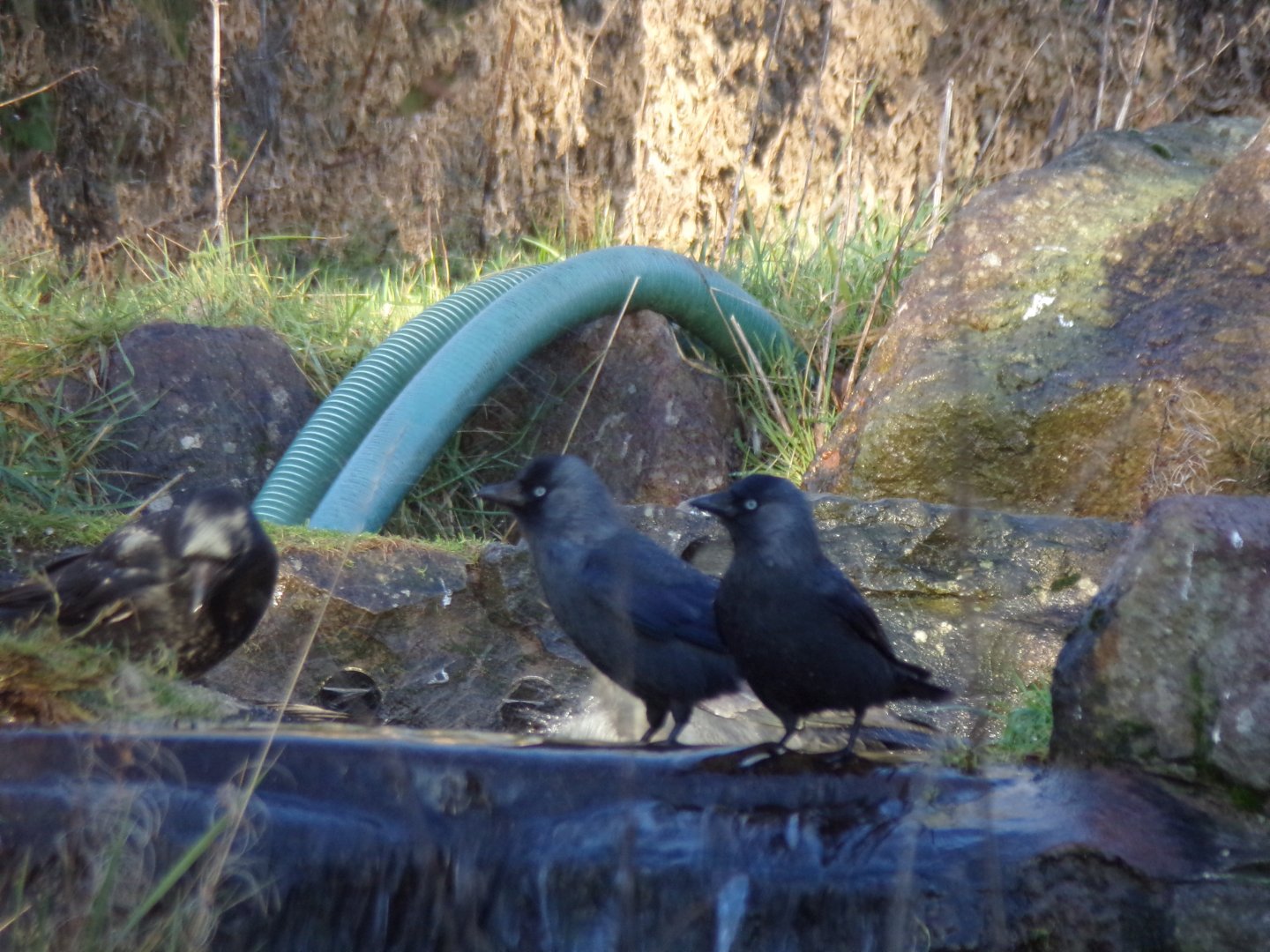 Jackdaws in banteng pool 1.1.24