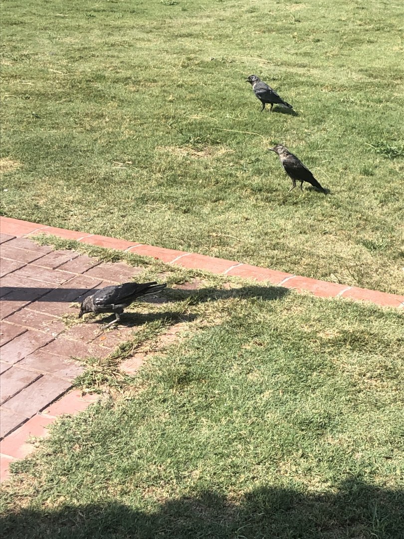 Jackdaws on hotel grounds