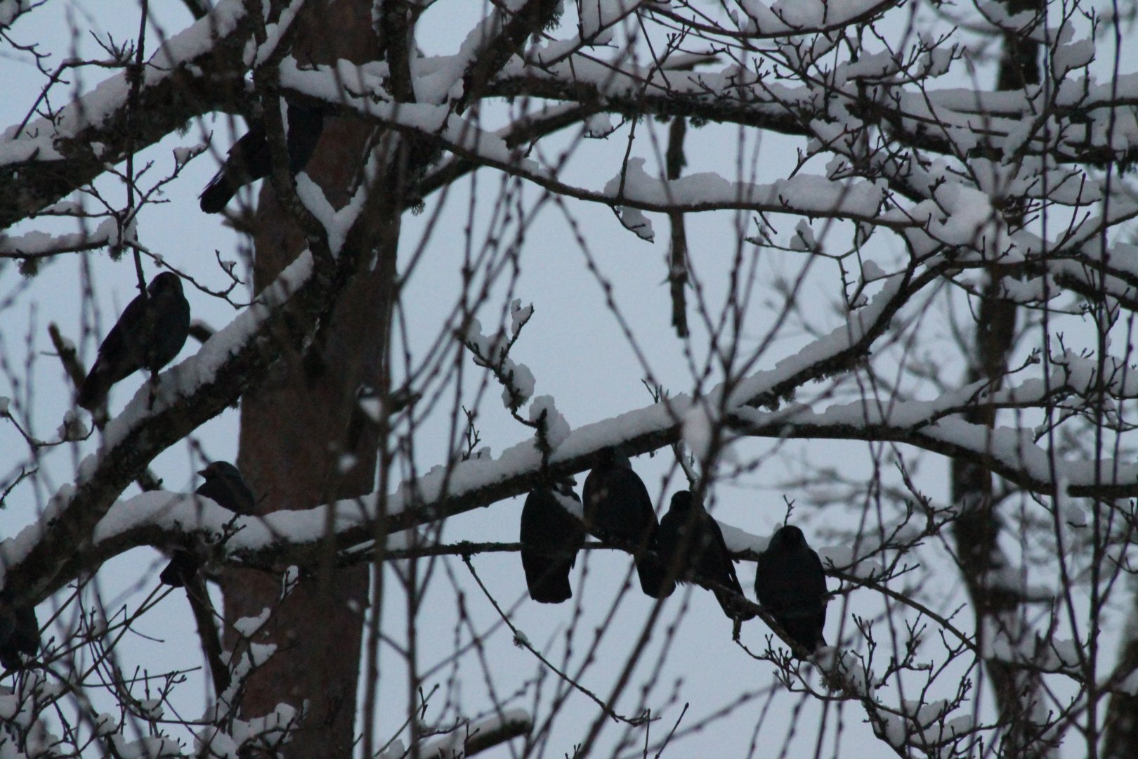Jackdaws