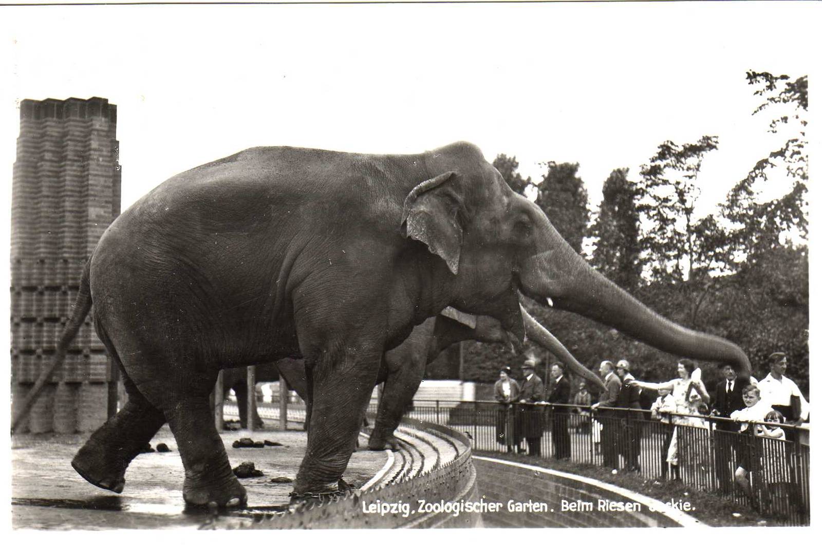 Jackie, the elephant bull