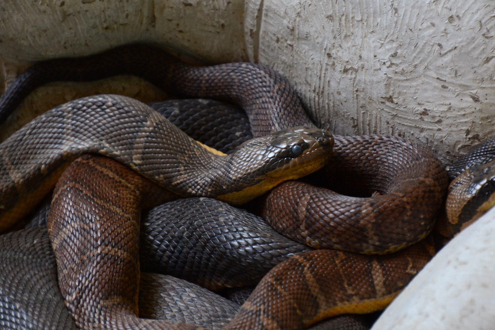 Jack’s water snake (Homalopsis mereljcoxi)