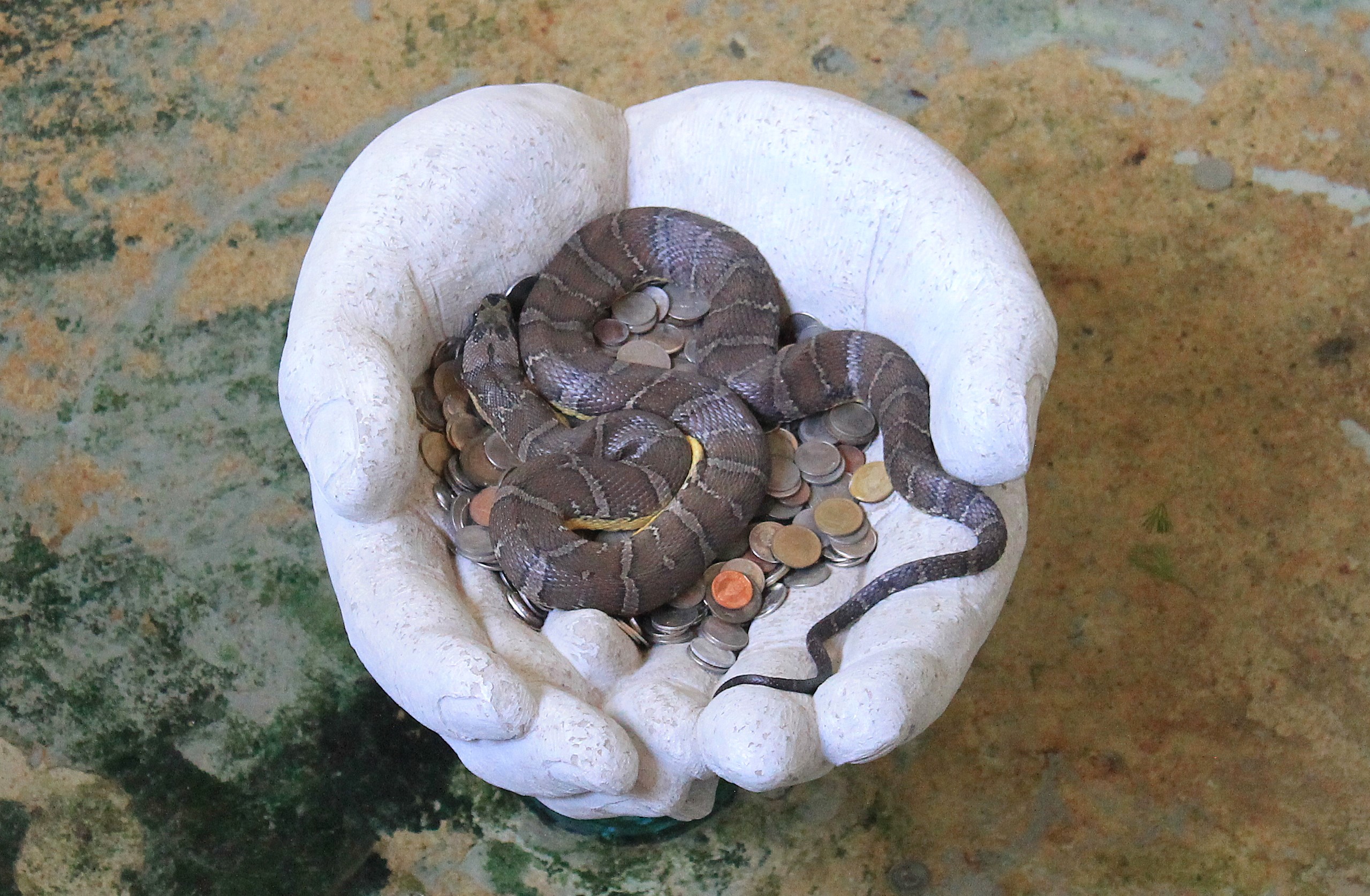 Jack's Water Snake (Homalopsis mereljcoxi)