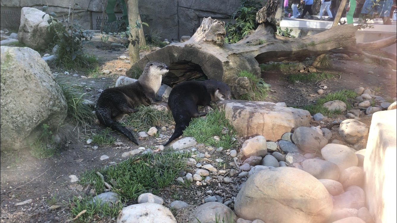 Jackson and Kai, North American river otters
