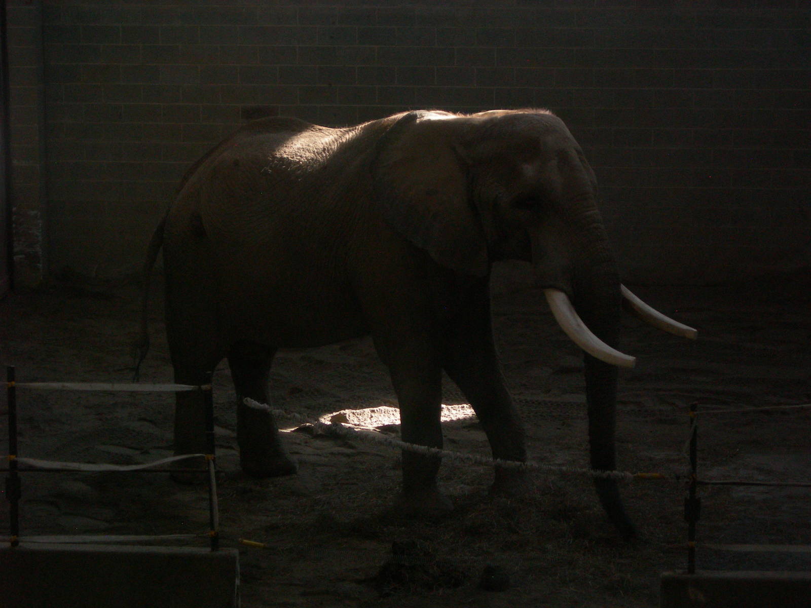 Jackson Male Bull Elephant at ICC