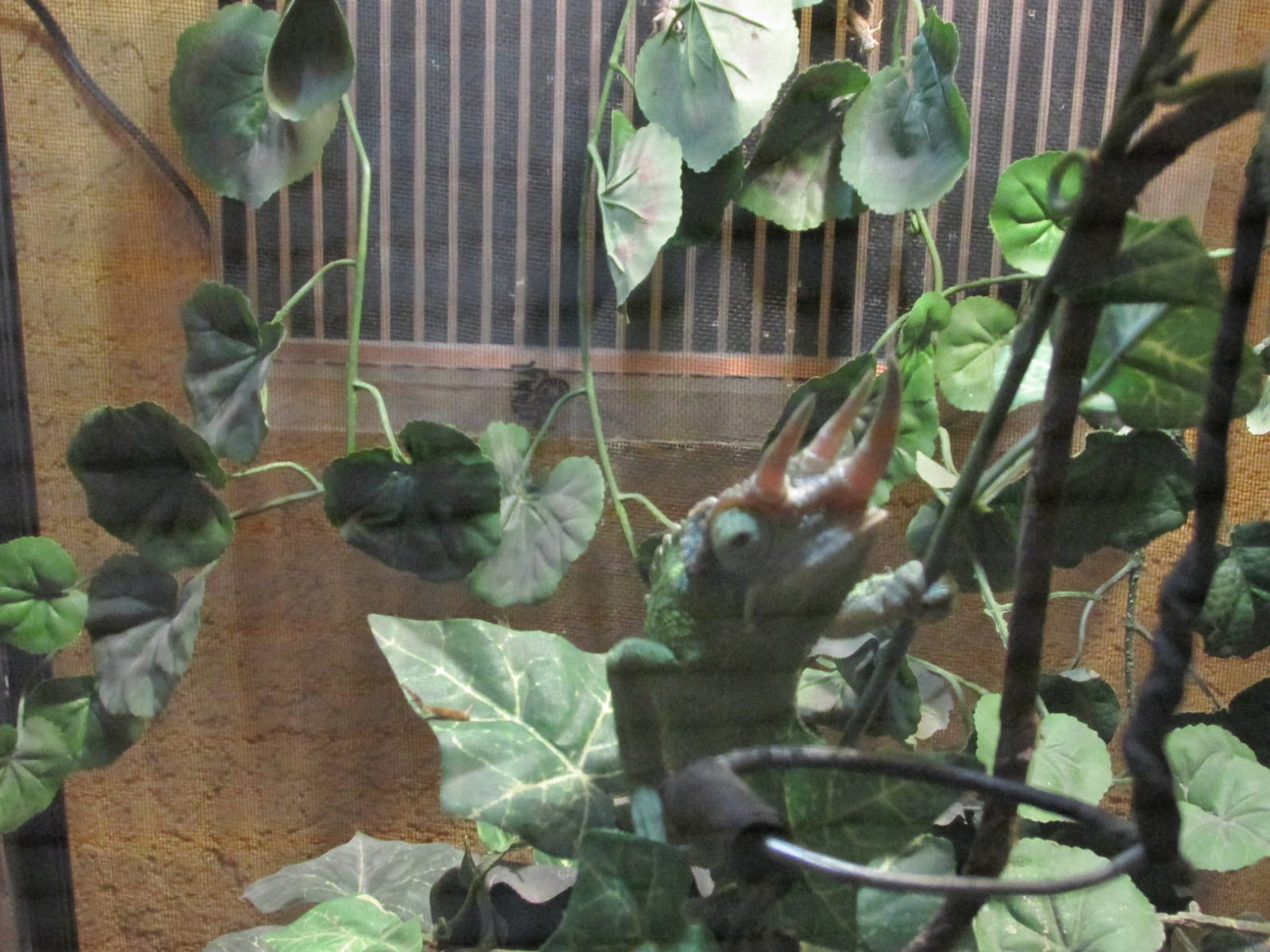 jackson`s chamaleon chapultepec zoo