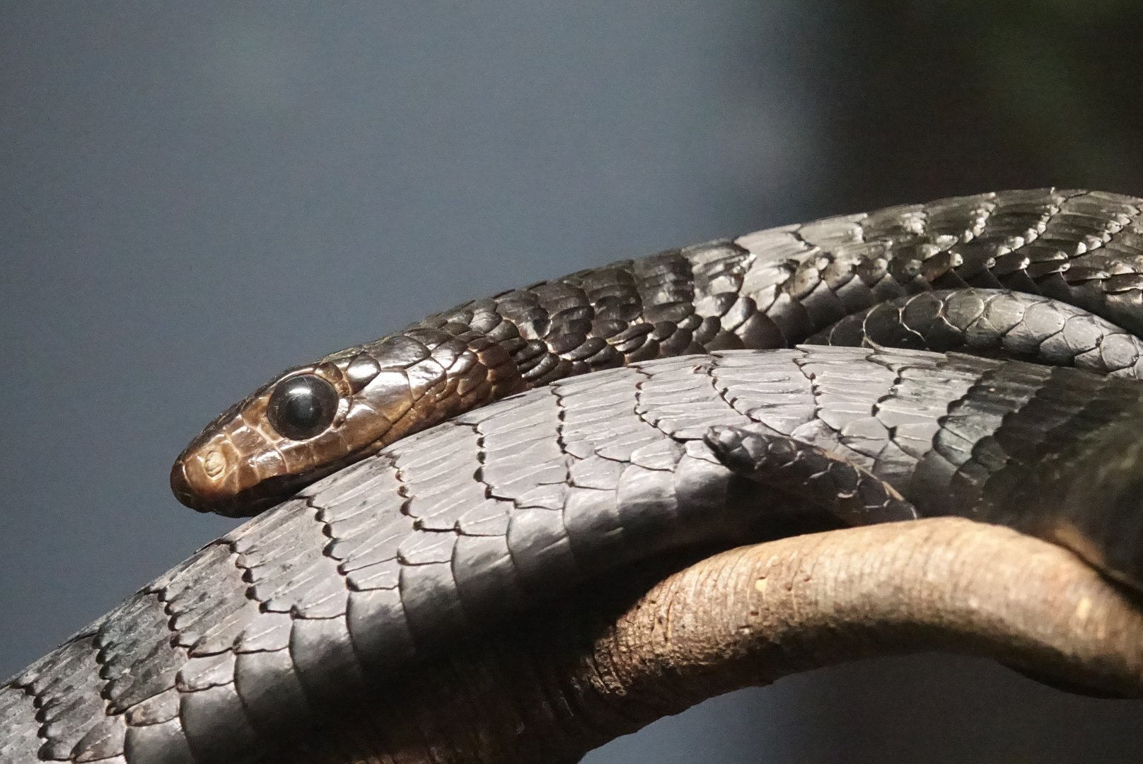 Jackson's Black Snake