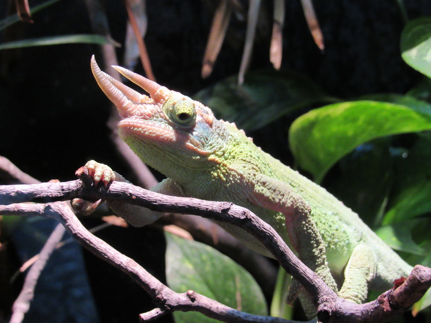 Jackson's Chameleon - 5/9/23