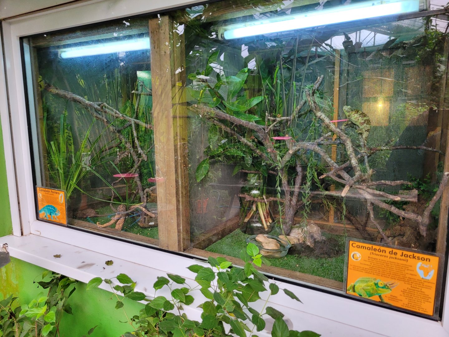 Jackson's chameleon and Panther chameleon exhibits -Zoo de Santillana del Mar (2023)
